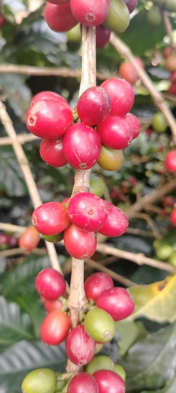 Rama de cafeto con cerezas rojas de Bourbon Rosado