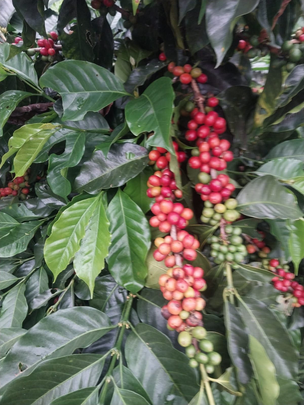 Racimos de cerezas de Catimor entre hojas verdes