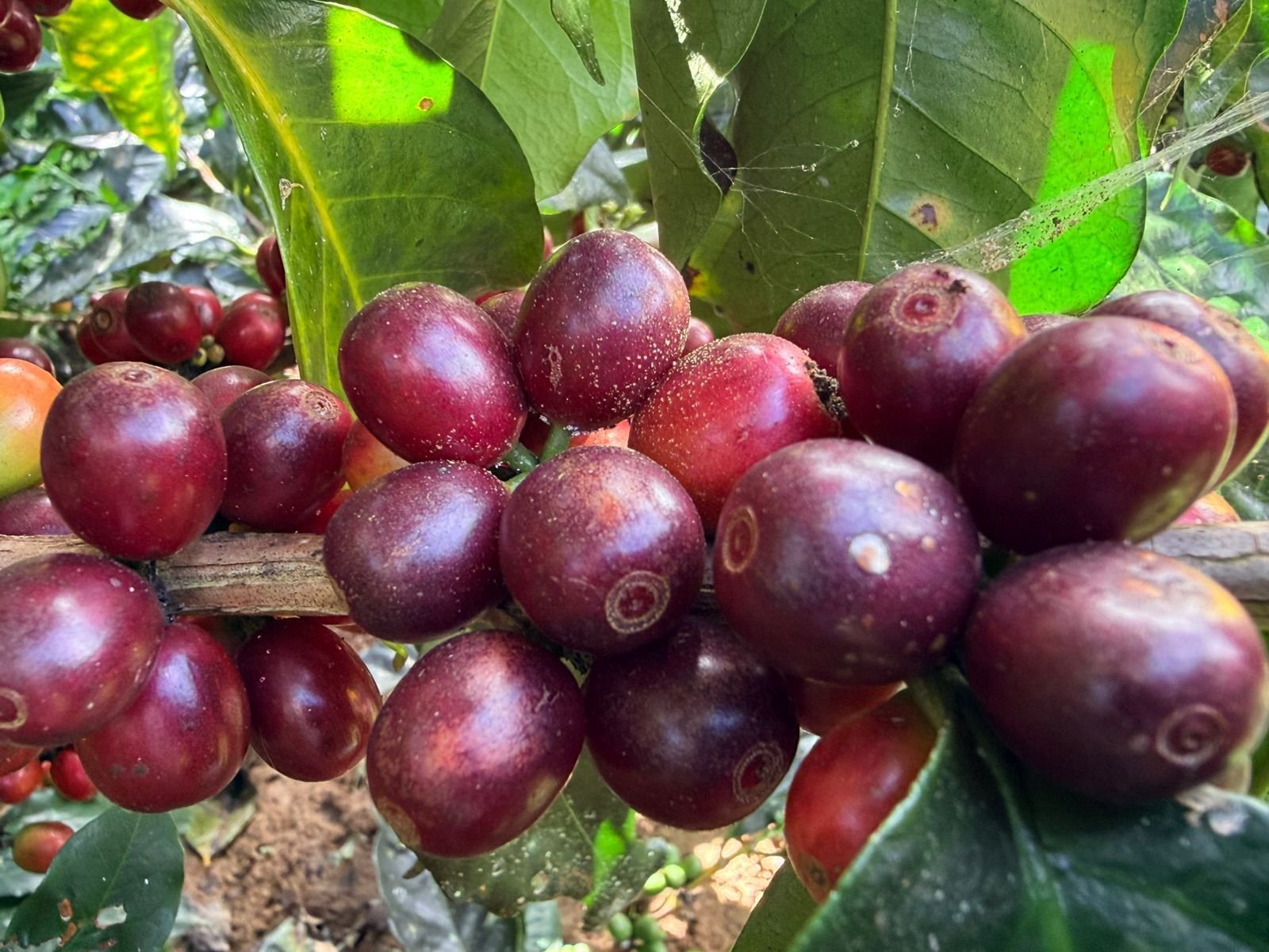 Cerezas rojas de la variedad Tupi