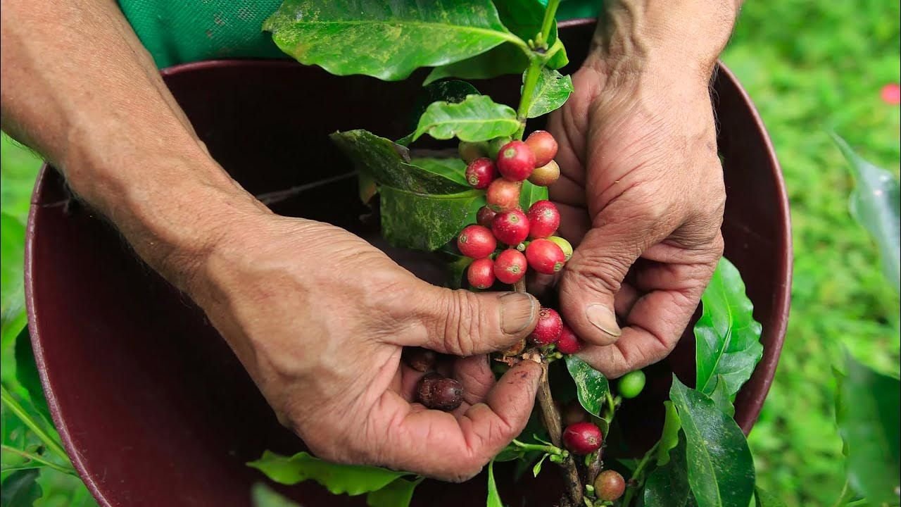 Manos recolectando cerezas de café