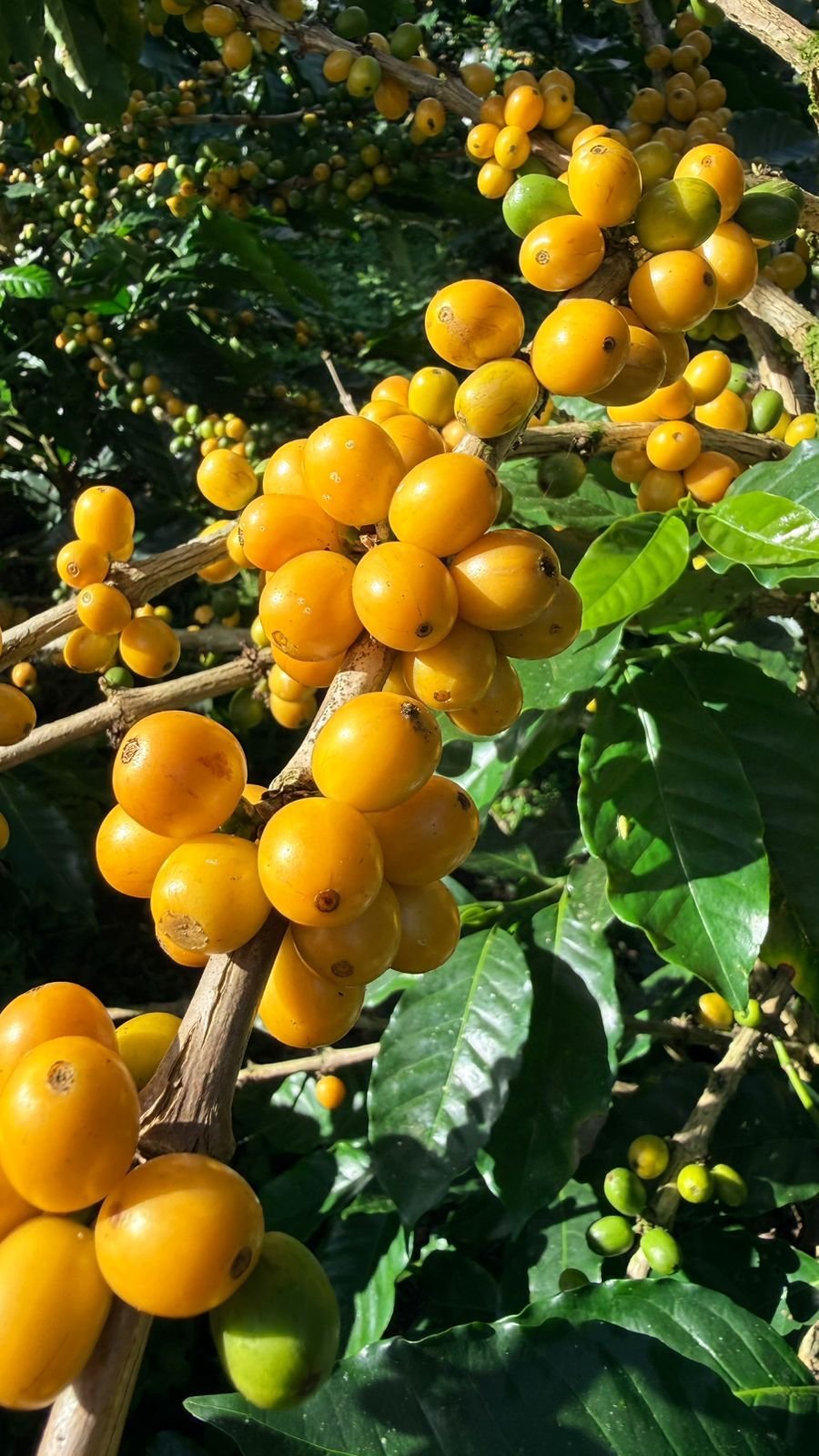 Cerezas de la variedad Obata en la planta